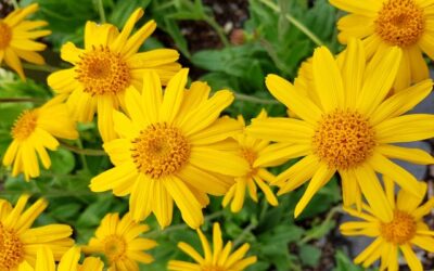 Arnica  Tracey’s Video on How to Use Arnica
