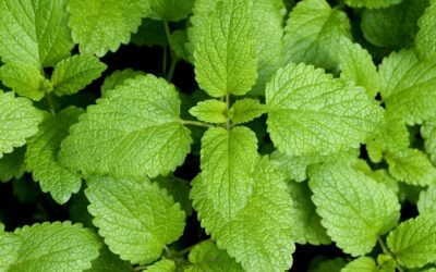 Lemon Balm How to Use & The Benefits of Melissa officinalis