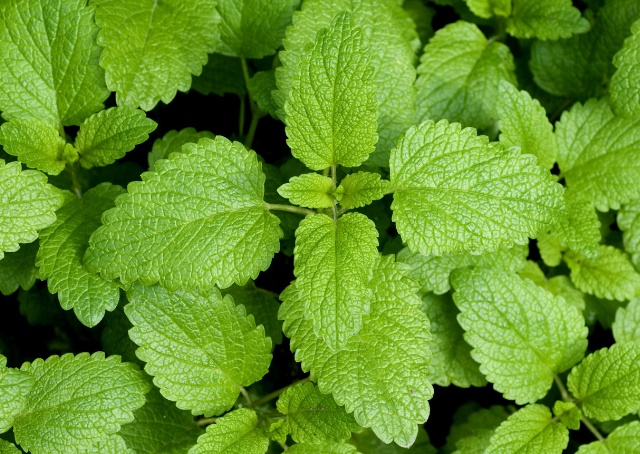 Lemon Balm How to Use & The Benefits of Melissa officinalis