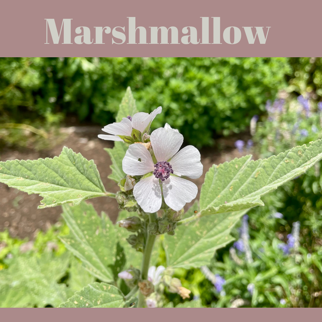 Marshmallow the ‘soother’