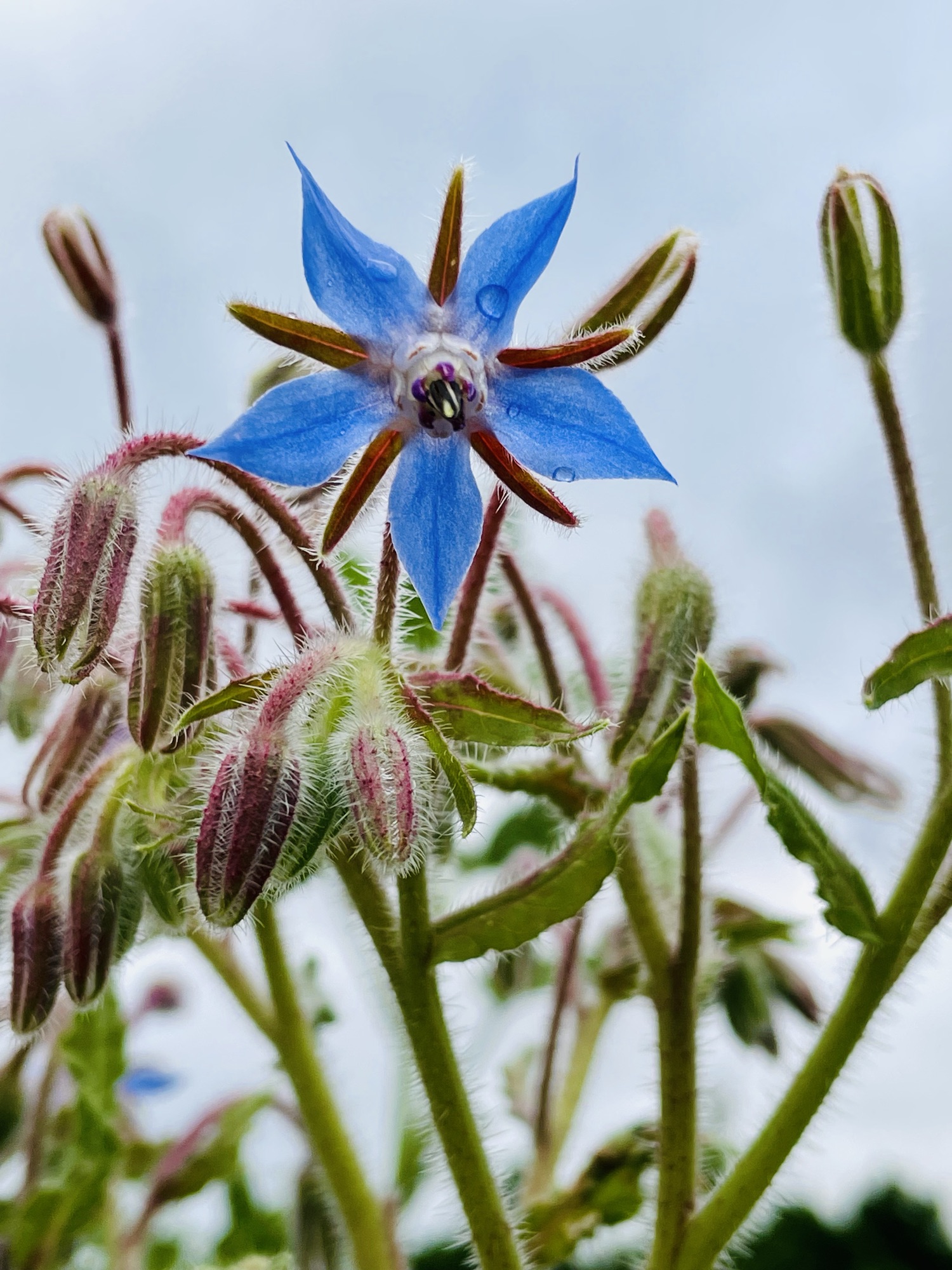 Borage for Courage
